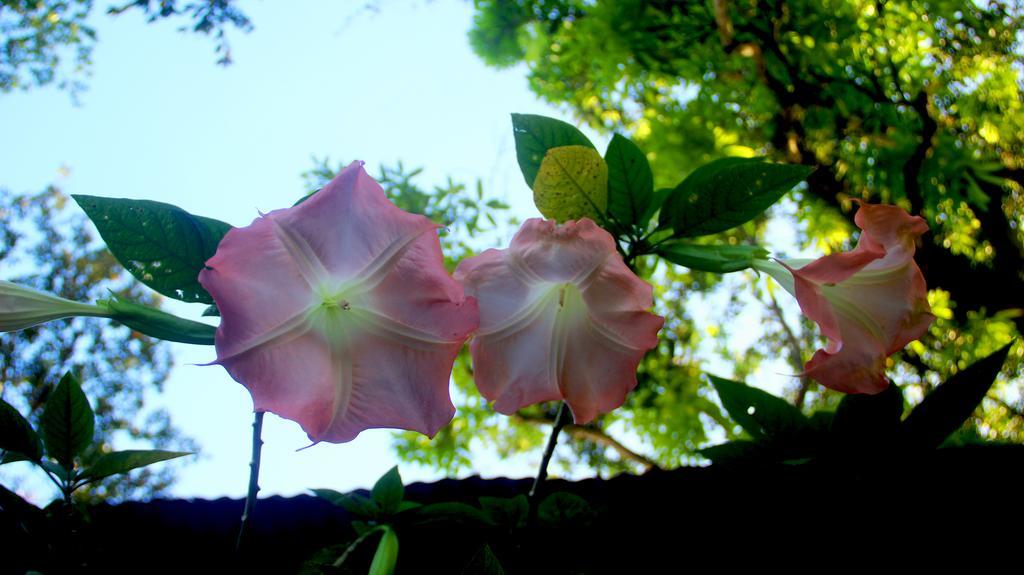 Hakuna Matata Hostel กาอุยตา ภายนอก รูปภาพ