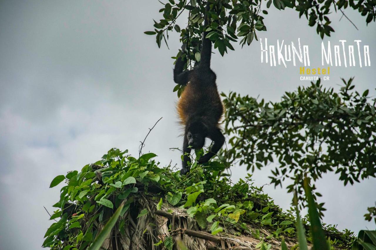 Hakuna Matata Hostel กาอุยตา ภายนอก รูปภาพ